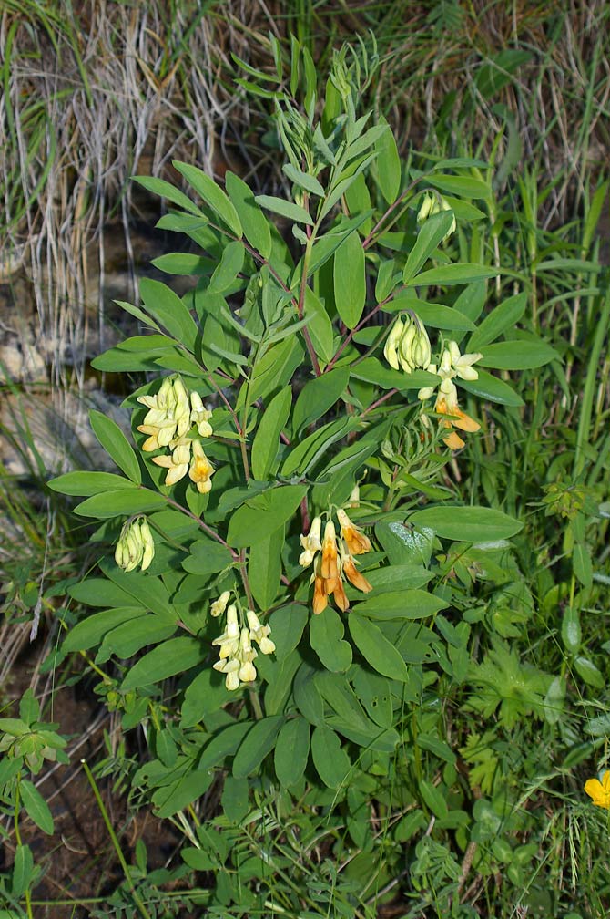 Lathyrus laevigatus subsp. occidentalis (=Lathyrus ochraceus ssp. occidentalis)